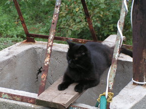 Кот на колодце