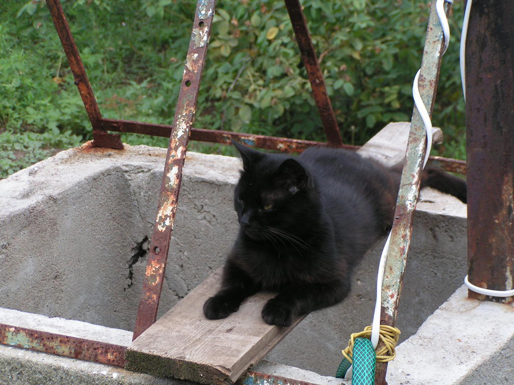 Кот на колодце